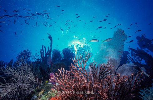 Healthy coral reef off Roatan, Honduras. Photo and copyright (c) 2015 Erkki Siirila.