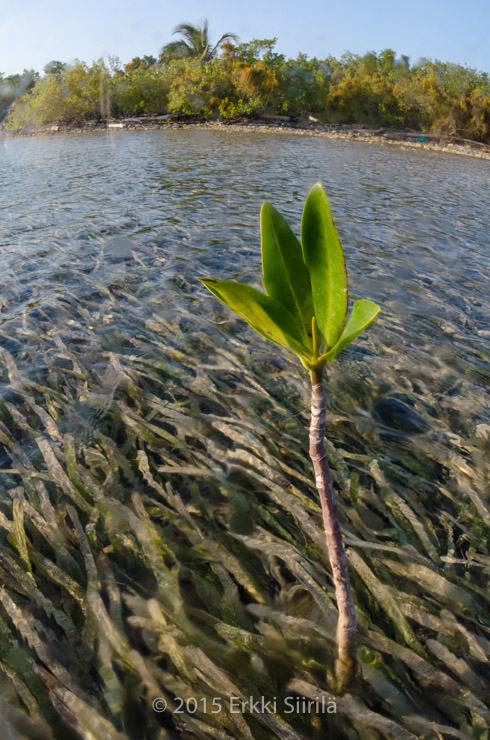 Mangroves and sea grasses of Utila, Honduras. Photo and copyright (c) 2015 Erkki Siirila.